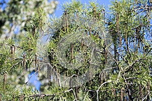 Pondcypress leaves, cones and tassels