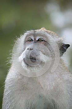 Ponder monkey