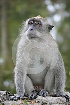 Ponder monkey