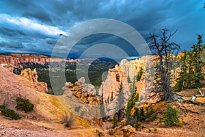 Ponderosa Canyon Bryce National Park