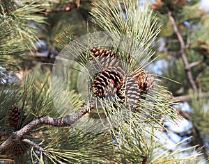 Ponderosa Pine