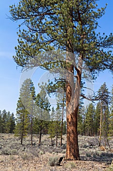 Ponderosa pine