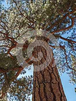 Ponderosa Pine