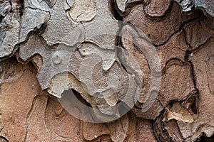 Ponderosa Pine Bark