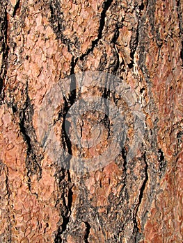 Ponderosa Pine Bark