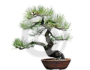 Ponderosa Pine Bonsai Tree photo
