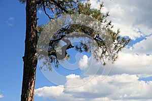 Ponderosa pine branch