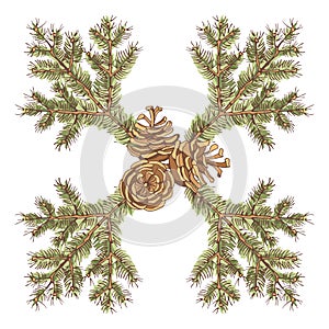 Ponderosa pine branch with three cones of conifer trees. Colorful vector illustration of winter symbols.