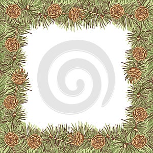 Ponderosa pine branches and cones. Vector illustration.