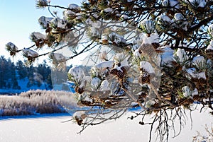 Ponderosa Pine Cones Snow Covered