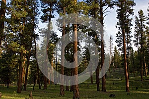 Ponderosa Pine forest