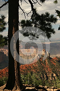 Ponderosa Pine - Grand Canyon, Arizon