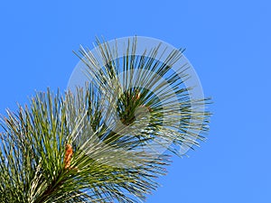 Ponderosa Pine Needles