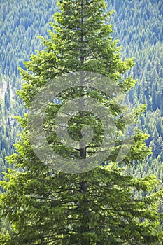 Ponderosa Pine in Payette National Forest near McCall Idaho
