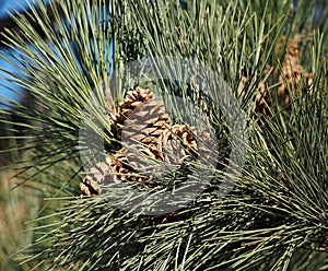 Ponderosa Pine Or Pinus Ponderosa