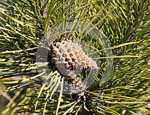 Ponderosa Pine Or Pinus Ponderosa