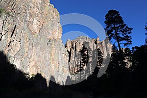 Ponderosa Pine Silhouette