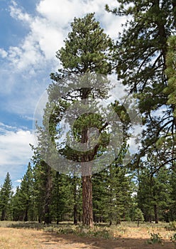 Ponderosa Pine in a clearing