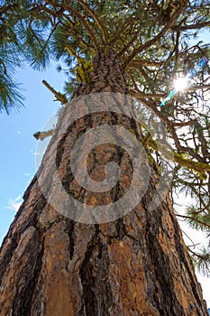 Ponderosa Pine with Sun