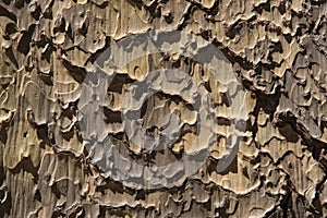 Ponderosa Pine Tree Bark Texture