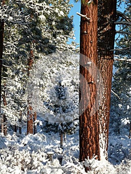 Ponderosa Pine trees after fresh snow