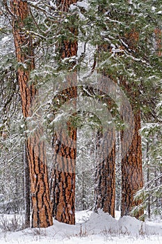 Ponderosa Pine Trees In The Snow During Winter in Oregon photo