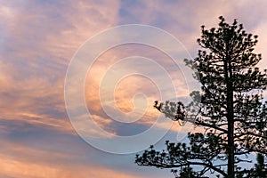 Ponderosa Pine Trees During A Sunset Sky In Bend Oregon photo