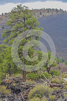 Ponderosa Pine Trees with Tephra Volcanic ash on the mountain slopes in the background. Flagstaff, Arizona