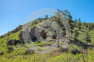 Ponderosa Pine Woodland in Delemar Mountains