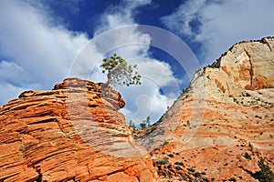 Ponderosa Pine Zion National Park