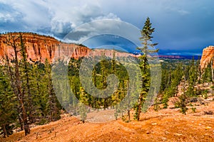 Ponderosa Pines Bryce Canyon National