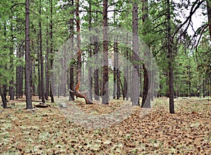 Ponderosa Pines in Coconino National Forest