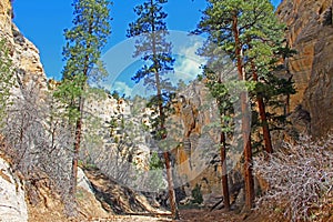 Ponderosa pines in Lick Wash