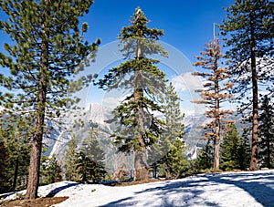 Ponderosa pines, snow and half dome in Yosemite including one dead pine