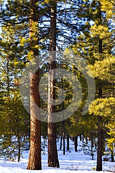 Ponderosa Pines in Winter