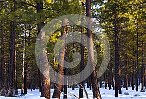 Ponderosa Pines in Winter