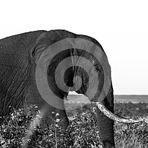 Ponderous Pachyderm