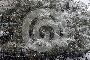 Pondersa Pines being snowed on in the forest area of Prescott Arizona