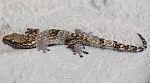 The Pondo flat gecko photo