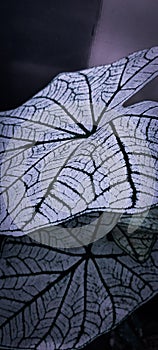 Pondok cabe, Tanggerang Selatan - November 13 2020 : An ornamental plant with white leaves