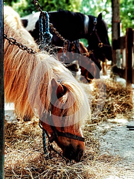 Poney in the farm photo