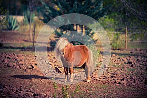 Poney horse shetland outside red photo