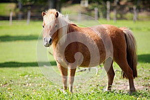 Poney in meadow
