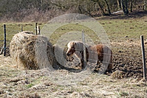 Poney in a pasture by a sunny winter day