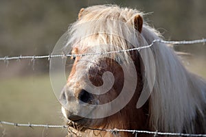 Poney in a pasture by a sunny winter day