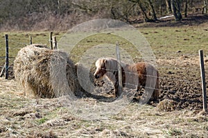 Poney in a pasture by a sunny winter day photo