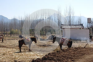 Poneys or Horses in Yunnan ranch