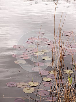 a pong with lilies submerged and reeds sticking out at the surface with ripples on an overcast day with clouds reflected