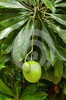 Pong Pong tree with fruit (Cerbera odollam Gaertn)