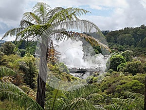 Ponga and Pohutu geyser. Rotorua photo